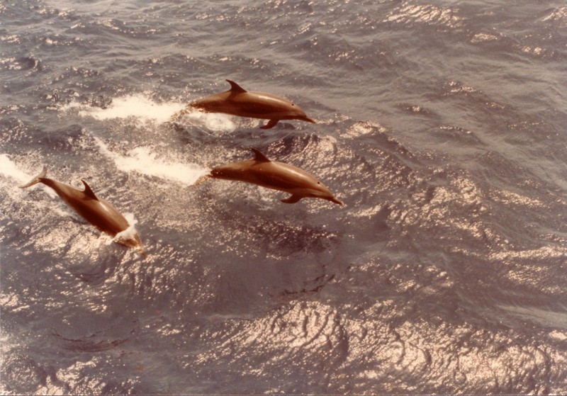 pantropical spotted dolphin (Stenella attenuata); DISPLAY FULL IMAGE.