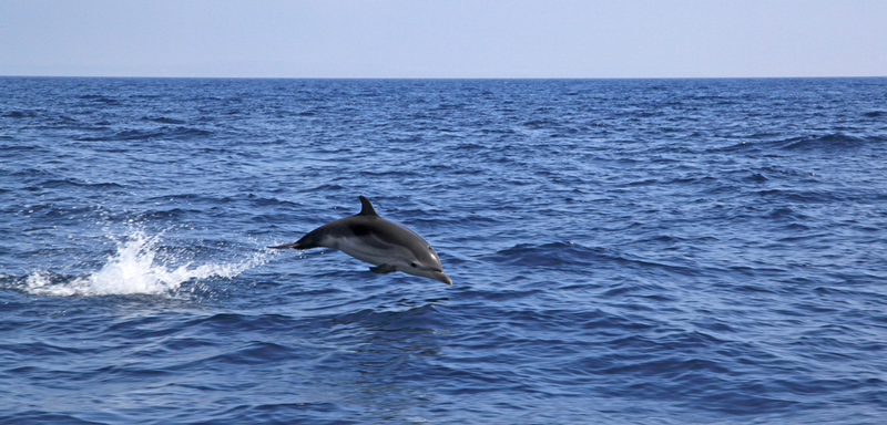 striped dolphin (Stenella coeruleoalba); DISPLAY FULL IMAGE.