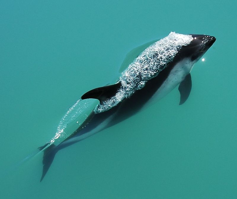 Peale's dolphin (Lagenorhynchus australis); DISPLAY FULL IMAGE.