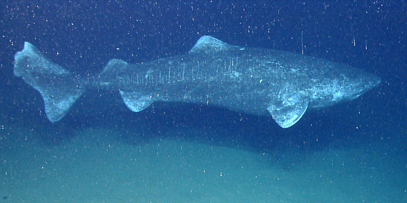 Greenland shark (Somniosus microcephalus); DISPLAY FULL IMAGE.