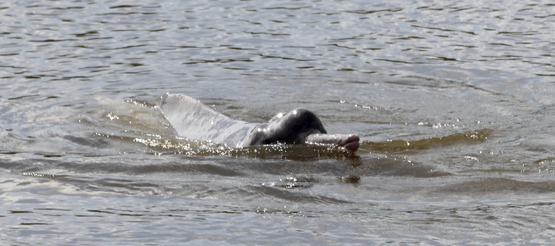 Araguaian river dolphin, Araguaian boto (Inia araguaiaensis); DISPLAY FULL IMAGE.