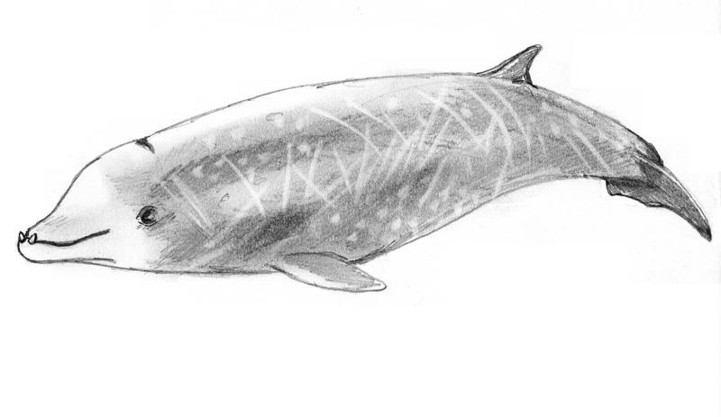Cuvier's beaked whale, goose-beaked whale (Ziphius cavirostris); DISPLAY FULL IMAGE.