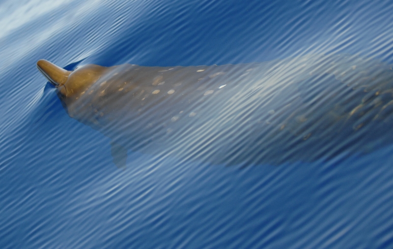 Blainville's beaked whale (Mesoplodon densirostris); DISPLAY FULL IMAGE.
