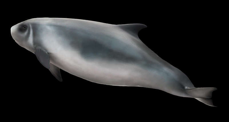 dwarf sperm whale (Kogia sima, Kogia simus); DISPLAY FULL IMAGE.