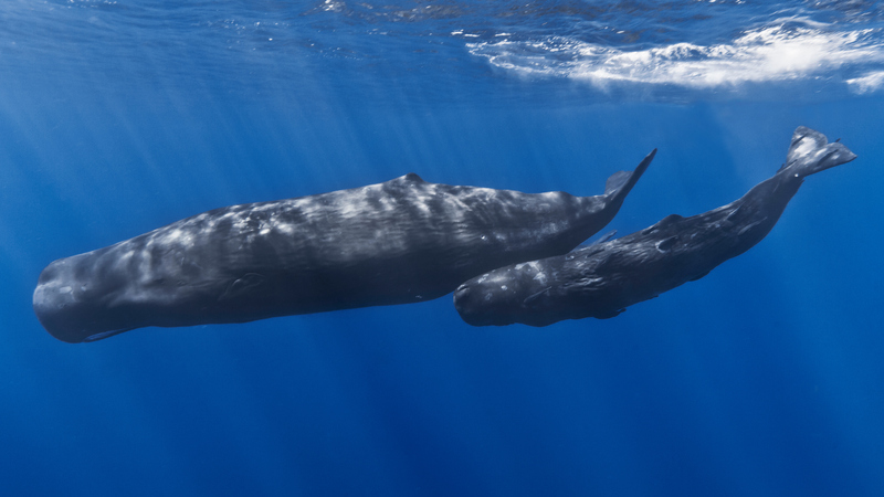sperm whale, cachalot (Physeter macrocephalus); DISPLAY FULL IMAGE.