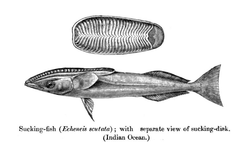 whalesucker, Remora australis; DISPLAY FULL IMAGE.