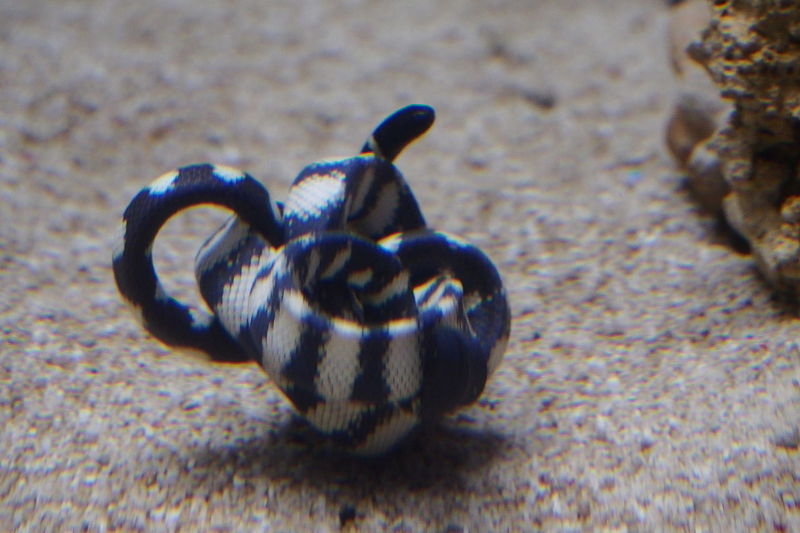 slender-necked sea snake (Hydrophis melanocephalus); DISPLAY FULL IMAGE.