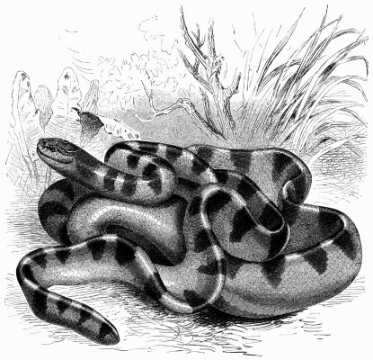 annulated sea snake, blue-banded sea snake (Hydrophis cyanocinctus); Image ONLY