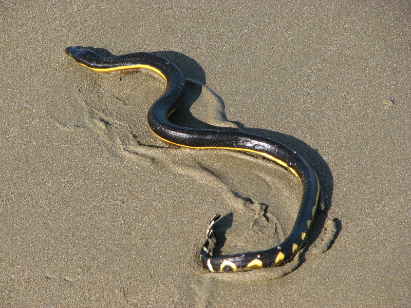 yellow-bellied sea snake (Hydrophis platurus); DISPLAY FULL IMAGE.