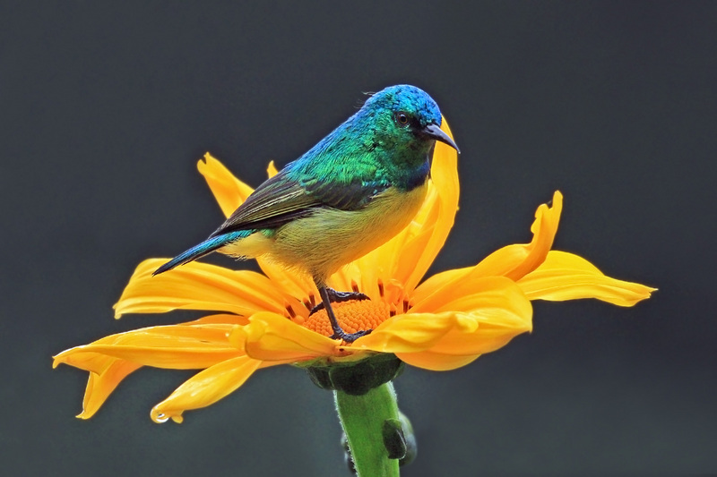 collared sunbird, (Hedydipna collaris); DISPLAY FULL IMAGE.