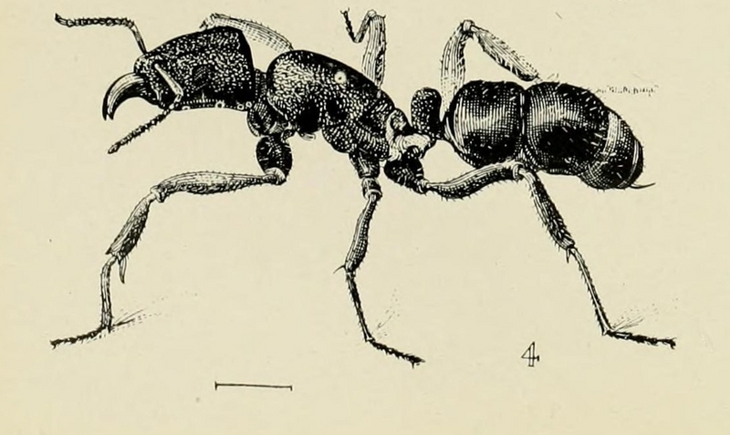 green-head ant (Rhytidoponera metallica); DISPLAY FULL IMAGE.