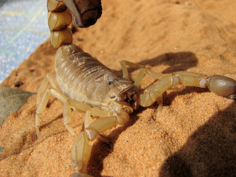 Androctonus australis (yellow fattail scorpion); DISPLAY FULL IMAGE.