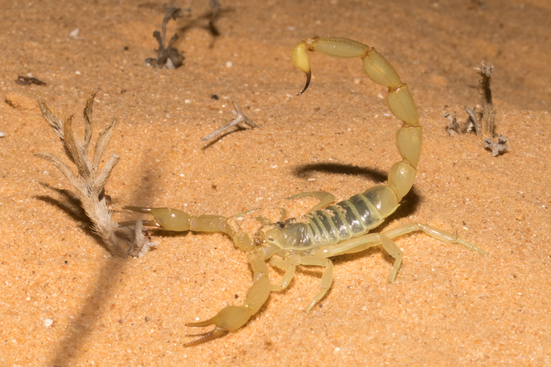 Androctonus amoreuxi (fattail scorpion); DISPLAY FULL IMAGE.