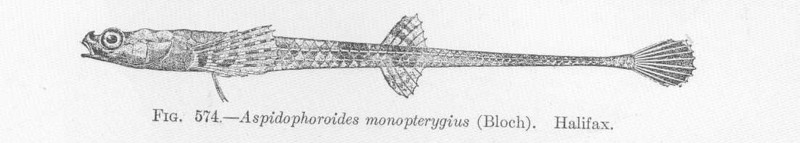Aspidophoroides monopterygius (alligatorfish); DISPLAY FULL IMAGE.