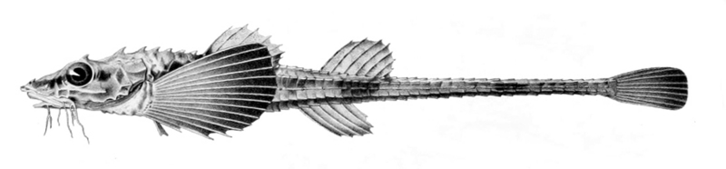 Leptagonus decagonus (Atlantic poacher); DISPLAY FULL IMAGE.