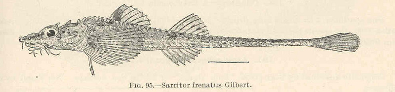 Sarritor frenatus (sawback poacher); DISPLAY FULL IMAGE.