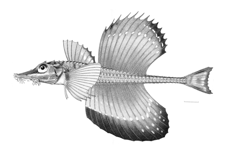 Podothecus sachi (snail-fin poacher); DISPLAY FULL IMAGE.