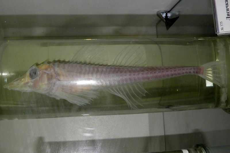 Freemanichthys thompsoni (poacher); DISPLAY FULL IMAGE.