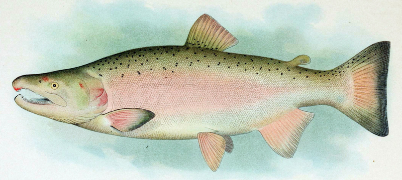 coho salmon (Oncorhynchus kisutch); DISPLAY FULL IMAGE.