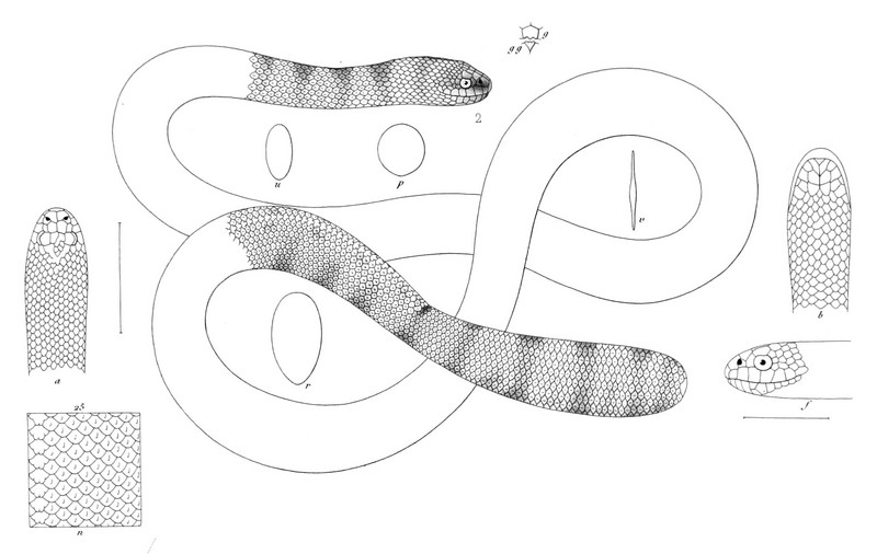 spiny-headed seasnake, Peron's sea snake (Acalyptophis peronii); DISPLAY FULL IMAGE.