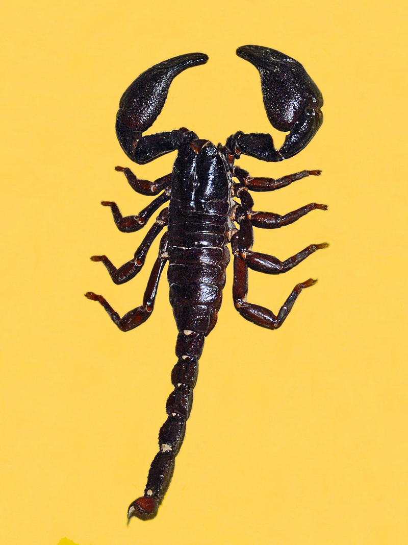 Heterometrus cyaneus (Asian Blue Forest Scorpion); DISPLAY FULL IMAGE.