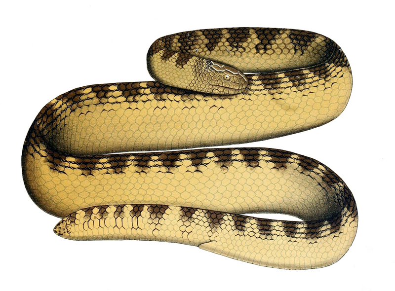 Aipysurus eydouxii (beaded sea snake); DISPLAY FULL IMAGE.