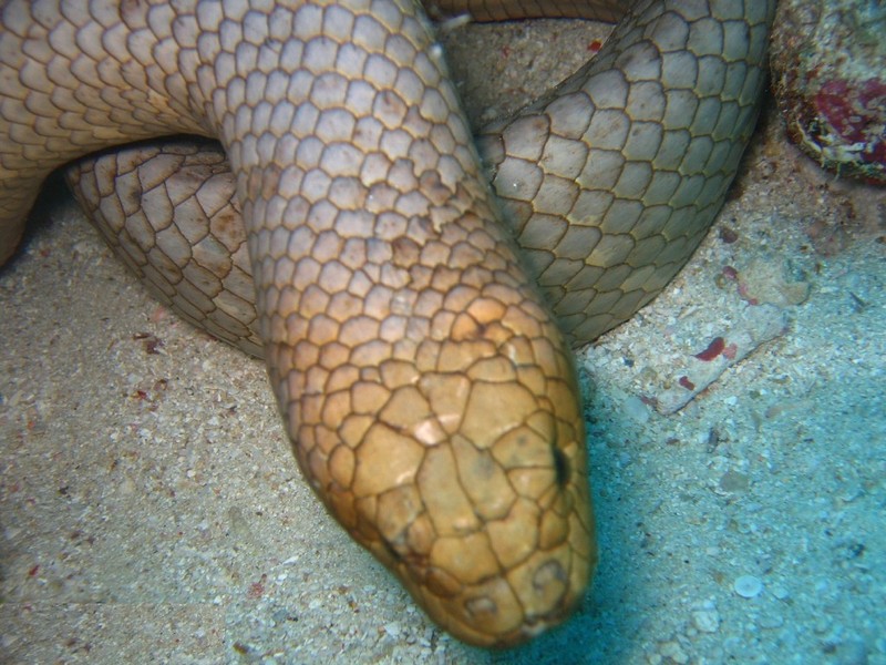 Aipysurus laevis (golden sea snake, olive sea snake); DISPLAY FULL IMAGE.