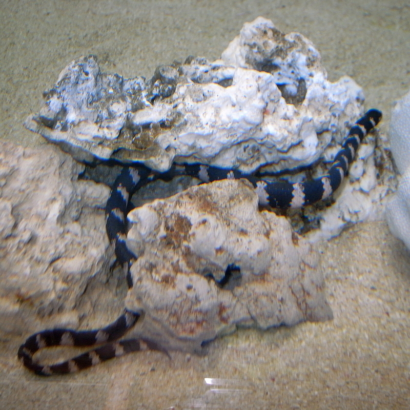 Emydocephalus ijimae (turtlehead sea snake); DISPLAY FULL IMAGE.