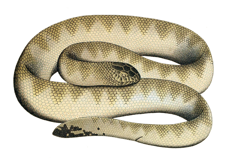 Hydrophis hardwickii (spine-bellied sea snake); DISPLAY FULL IMAGE.