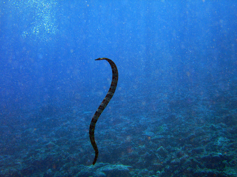 Laticauda schistorhynchus (katuali, flat-tail sea snake); DISPLAY FULL IMAGE.