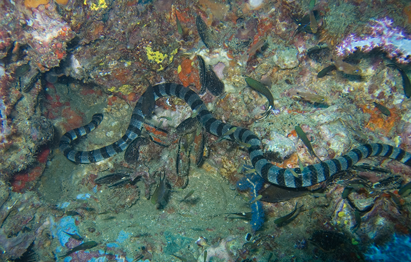 Laticauda laticaudata (blue-lipped sea krait); DISPLAY FULL IMAGE.