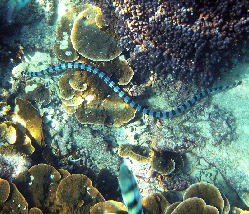 Laticauda laticaudata (blue-lipped sea krait); DISPLAY FULL IMAGE.