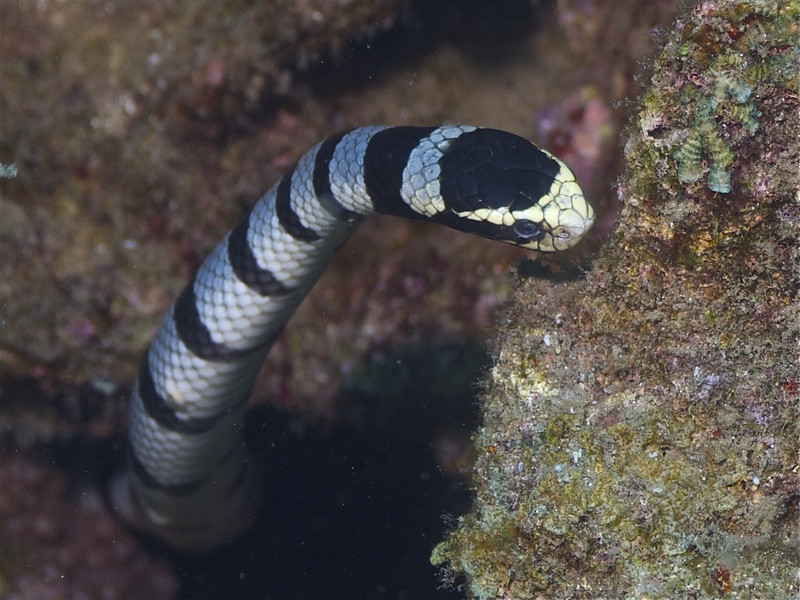 Laticauda colubrina (banded sea krait); DISPLAY FULL IMAGE.