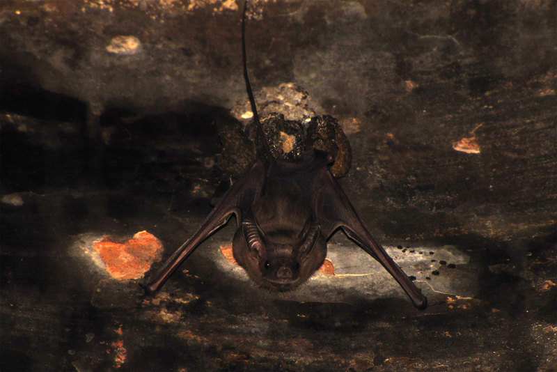 lesser mouse-tailed bat (Rhinopoma hardwickii); DISPLAY FULL IMAGE.