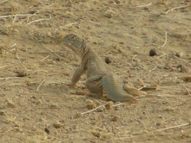 Saara hardwickii (Indian spiny-tailed lizard); DISPLAY FULL IMAGE.