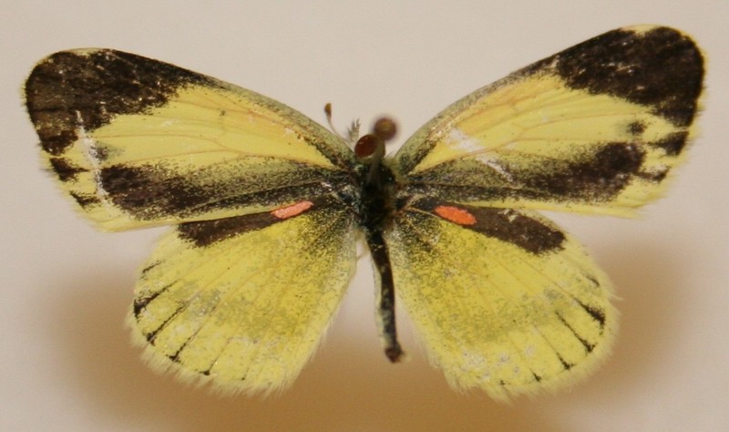 Nathalis iole (dainty sulphur, dwarf yellow); DISPLAY FULL IMAGE.