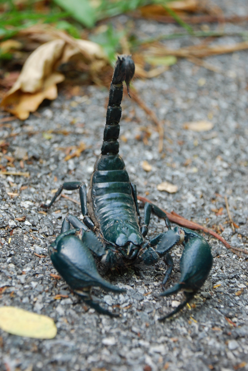 Heterometrus laoticus, Asian forest scorpion; DISPLAY FULL IMAGE.