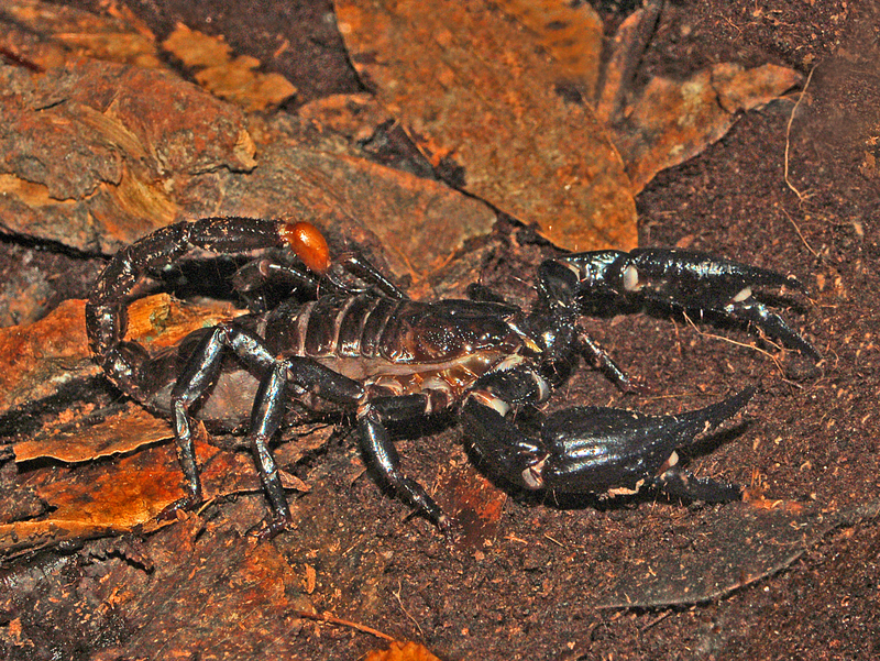 Heterometrus spinifer, giant forest scorpion, giant blue scorpion; DISPLAY FULL IMAGE.