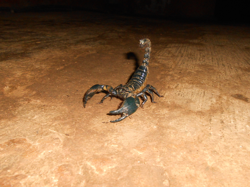 Heterometrus swammerdami, giant forest scorpion; DISPLAY FULL IMAGE.