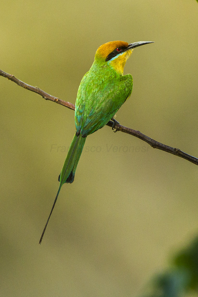 Böhm's bee-eater (Merops boehmi); Image ONLY