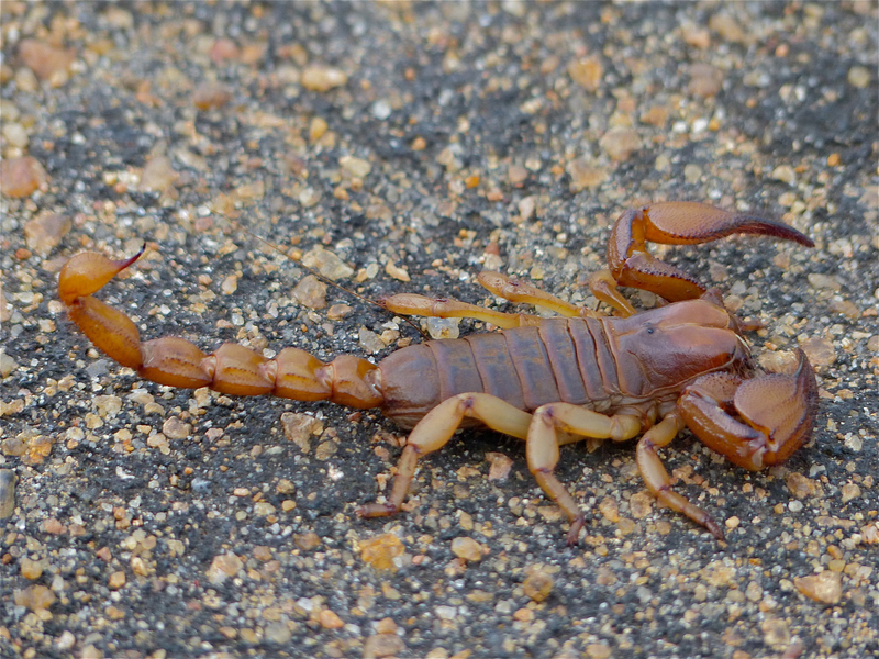 Opistophthalmus glabrifrons (shiny burrowing scorpion); DISPLAY FULL IMAGE.