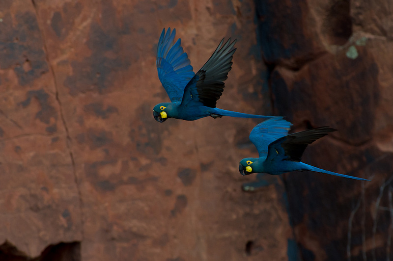 Lear's macaw, indigo macaw (Anodorhynchus leari); DISPLAY FULL IMAGE.