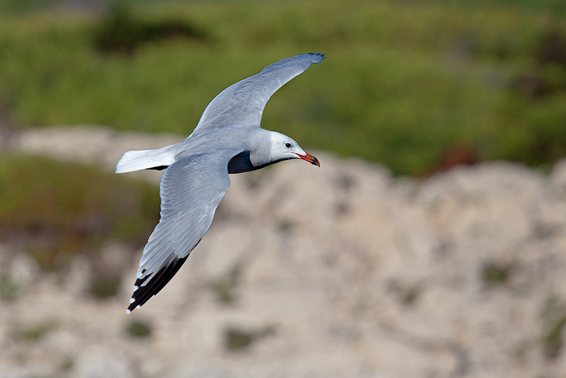 Audouin's gull (Ichthyaetus audouinii); DISPLAY FULL IMAGE.