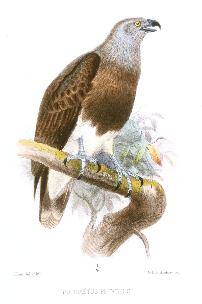 lesser fish eagle (Ichthyophaga humilis); DISPLAY FULL IMAGE.