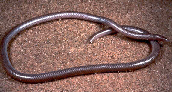 Leptotyphlops humilis (western blind snake); Image ONLY