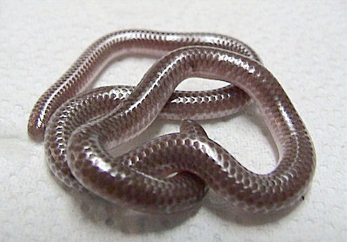 Leptotyphlops dulcis (Texas slender blind snake); Image ONLY