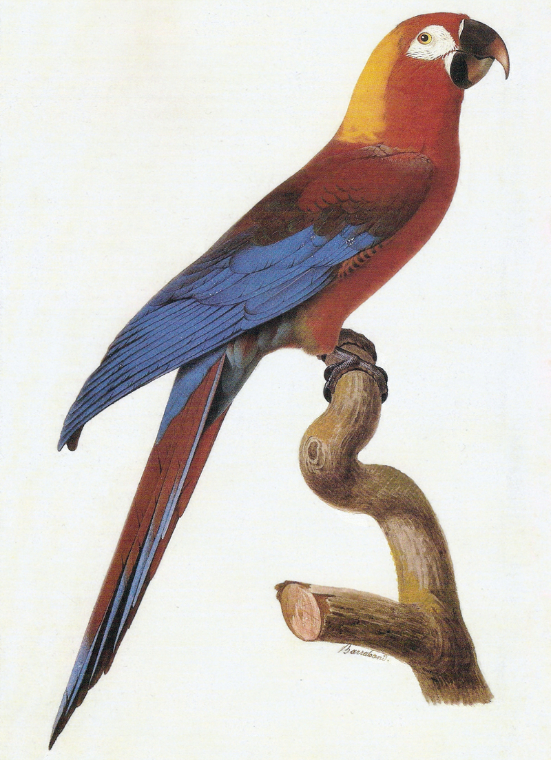 Cuban macaw, Cuban red macaw (Ara tricolor); DISPLAY FULL IMAGE.