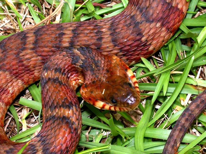 banded water snake, southern water snake (Nerodia fasciata); DISPLAY FULL IMAGE.