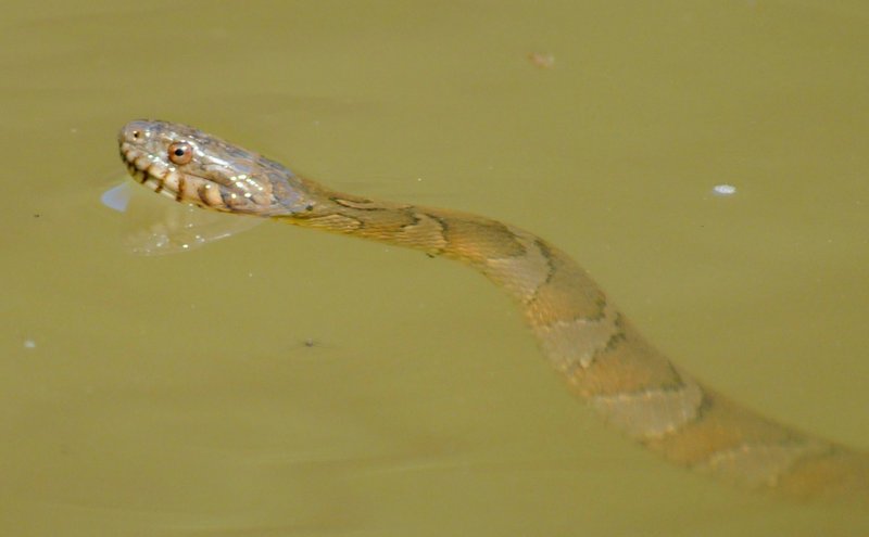 northern water snake (Nerodia sipedon); DISPLAY FULL IMAGE.