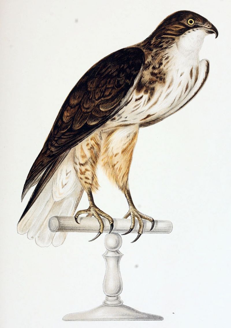 white-throated hawk, Buteo albigula; DISPLAY FULL IMAGE.